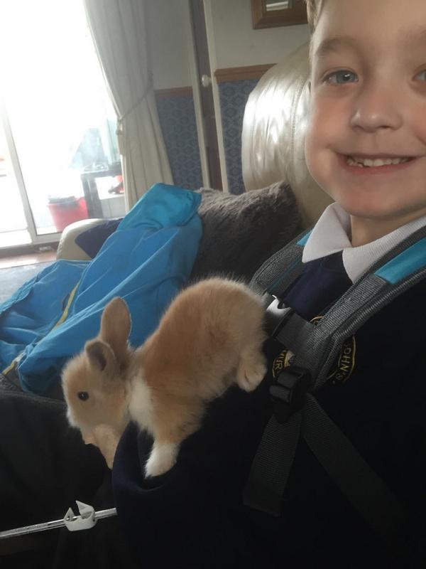 VCarnie's tweet photo. @kermitellis @GorillaAde @PetsatHome awww look.. #howbigarethey #babybunnies #toocute http://t.co/TGJGRYVf3B