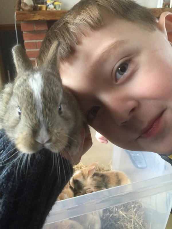 VCarnie's tweet photo. @kermitellis @GorillaAde @PetsatHome awww look.. #howbigarethey #babybunnies #toocute http://t.co/TGJGRYVf3B
