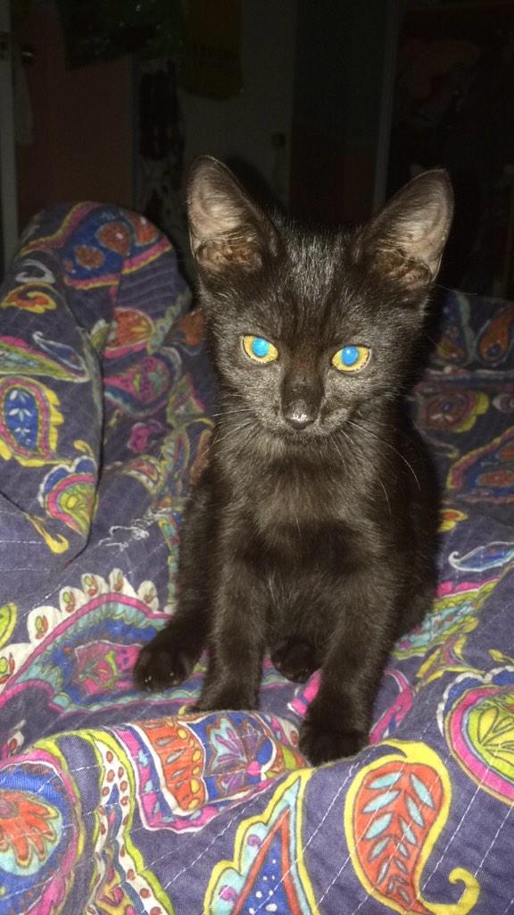 VanessaPalacioP's tweet photo. I took a picture of muf and this happened #mycatiscool ✨ http://t.co/pzoJuRPzX9