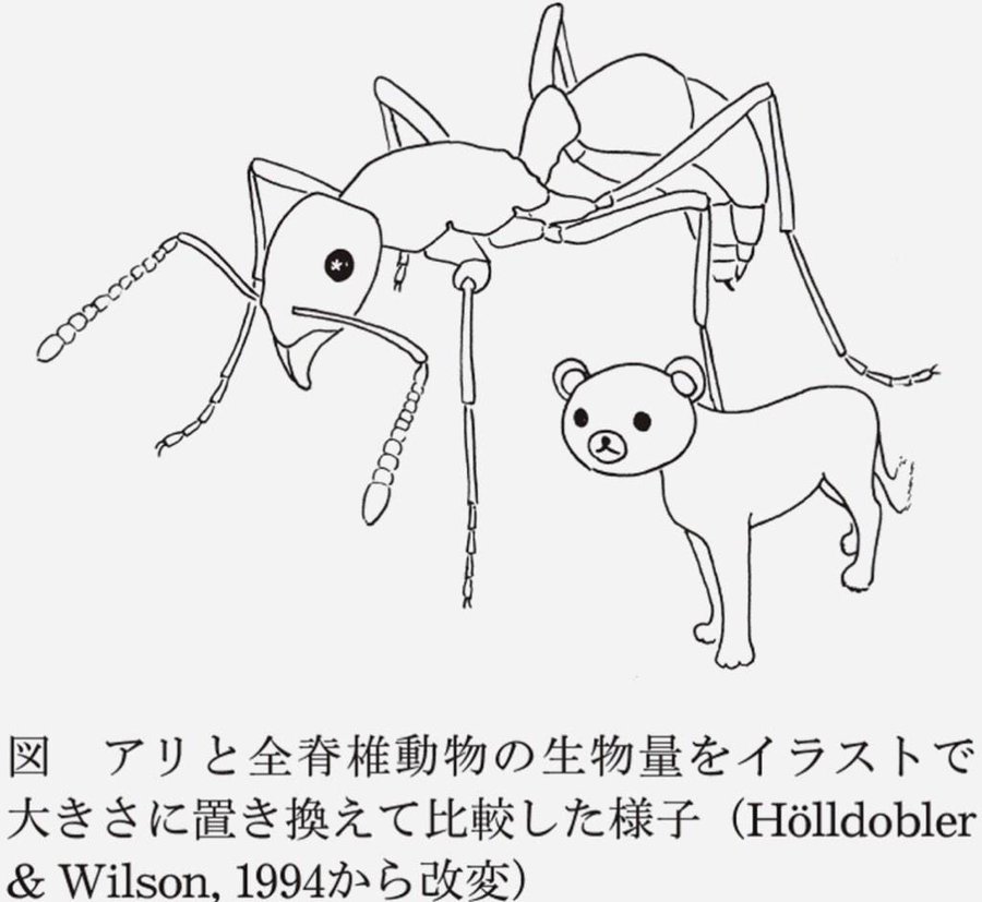昆虫の基本を抑えよう クモやムカデは昆虫じゃないよ 羆の人生記