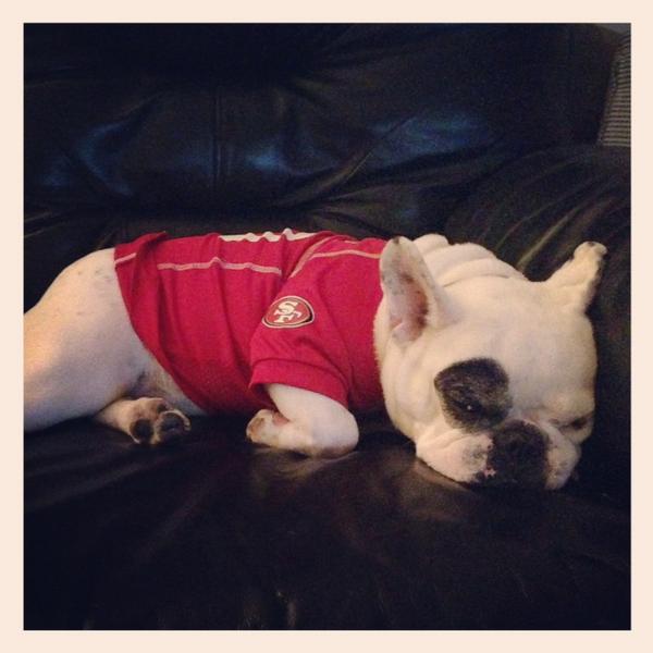 RunningClyde's tweet image. Vote for the Best Office Dog and Best Niner Fan in the Nation #Rubygram #NinerFam #Rhubarb bit.ly/1ziarTO