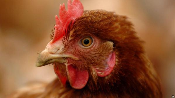 Do you know where their chicken comes from? bbc.in/1vQvUzE via @BBCNewsMagazine
