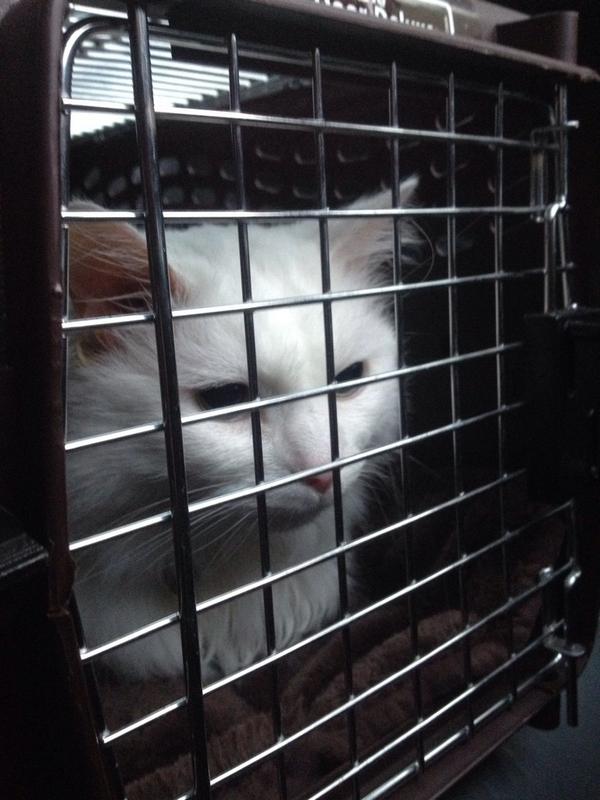 PoppythaCat's tweet photo. Why does going in this portable jail cell always end with some person poking me and sticking me with sharp objects? http://t.co/prgW4NYJSg
