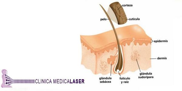 MEDICALASER_SL's tweet photo. Conoce a fondo el láser alejandrita. Pide información en el 968 27 00 21. #depilaciónláser #Murcia #depilación http://t.co/86e1mMrXXG