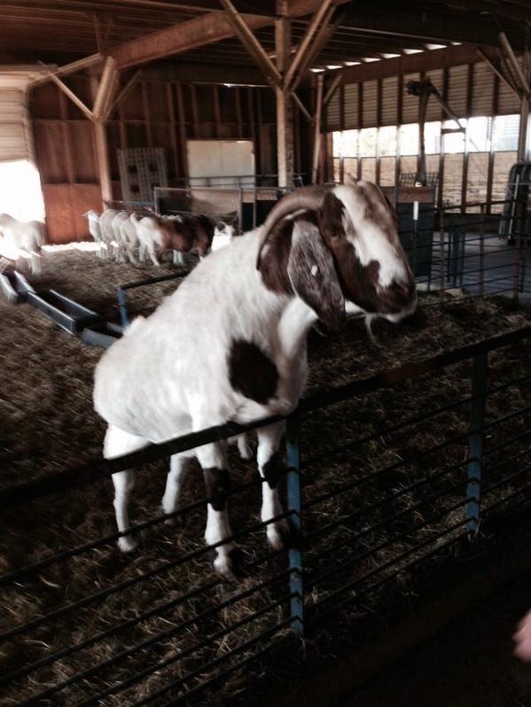 Fred...his line and genetics are tracked at NC A &amp; T.