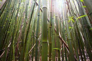 PhotogaphyLover's tweet photo. Stuck in the green http://t.co/rKcbi9dv7N