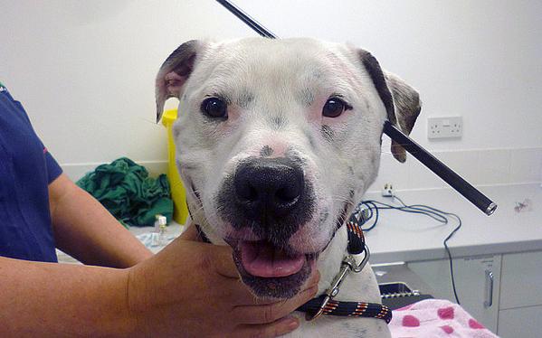 Ziggy the Staffie left for dead after being shot in the head with a crossbow fw.to/6xYZCMl (Pic: RSPCA)