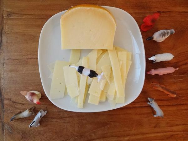 knowltonandco's tweet image. Dear class, take note. I'm the king of the cheese castle. Love, cow  #simpleasures #CDNcheese