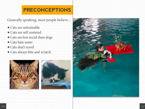 #2014SUAS swimming cats program faces several preconceptions