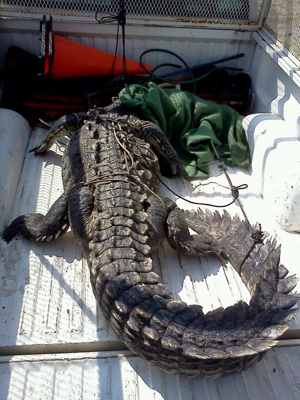 PCJalisco's tweet photo. #Ahora el cocodrilo de 3.20 metros y 250 kgs fue llevado al cocodrilario ubicado en la manzanilla. http://t.co/P7vaPhHJYr