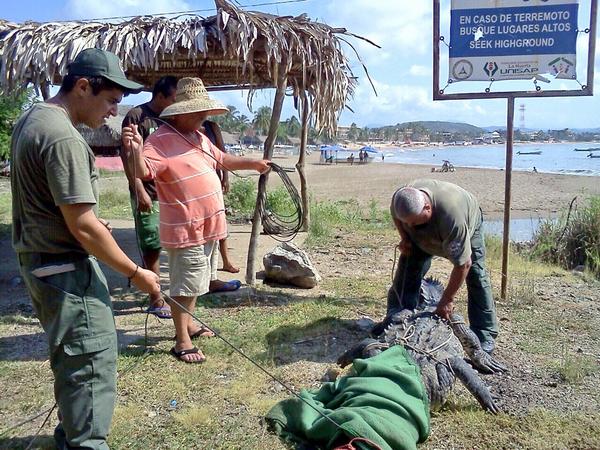 PCJalisco's tweet photo. #Ahora fue capturado un cocodrilo que deambulaba por la playa conocida como desembocadura arroyo del pedregal http://t.co/X3yUfiJIPU