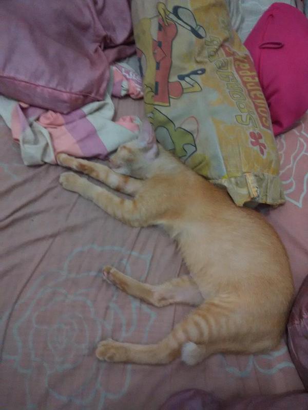 Cikuning menguasai kasur