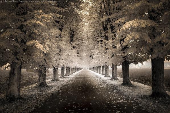 Viken_shrestha's tweet image. Autumnal tree lined avenue by aghizzipanizza #Photography #Landscape
