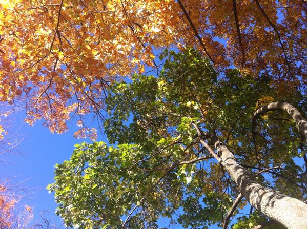 GreenITTech's tweet photo. @ONlandtrusts amazing work, amazing partners OLTA.ca plays host to bright, passionate environmental stakeholders! http://t.co/irmwITSS20