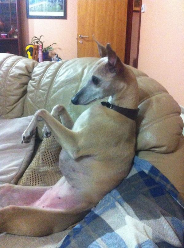 Mattyo204's tweet photo. I have an awesome dog! #OfTopic http://t.co/YN92jp3kuv