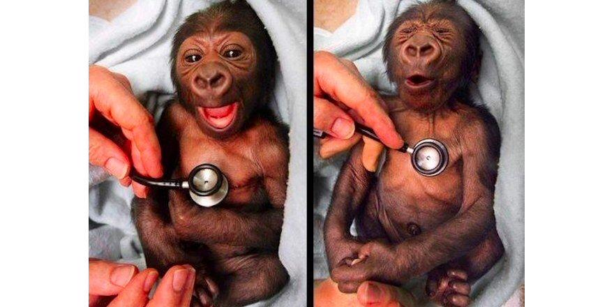 Cliff Pickover on Twitter: "Baby gorilla at Melbourne Zoo shows surprise at  the coldness of the stethoscope. http://t.co/ijLNNL9tIO" / Twitter