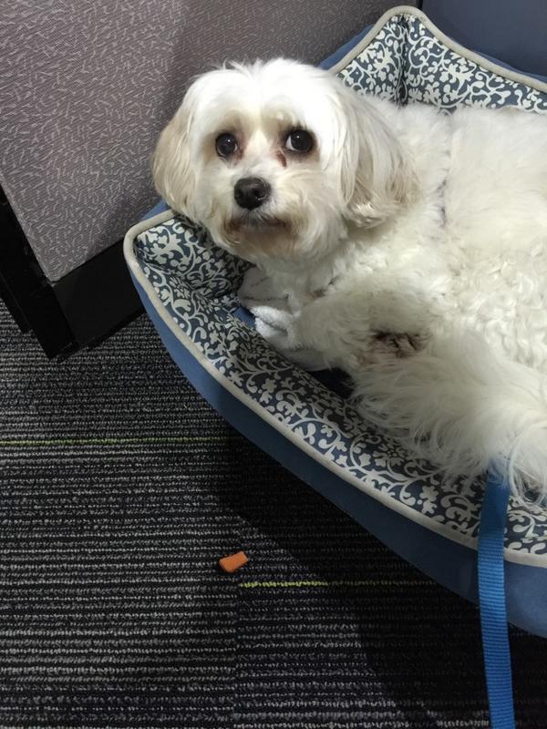 mochanchann's tweet photo. Stupid human, I hate carrots #imnotarabbit http://t.co/SrJ7X6scW2