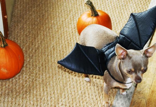 dingobones's tweet photo. Enter Dingo's HOWL-OWEEN costume Sweepstakes #Dingosweeps #batman #petcostume #halloween #doglover http://t.co/vviPGAm7ym