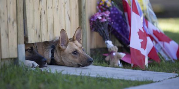 Heartbreaking: Slain soldier's dog awaits master's return huff.to/ZJSq05