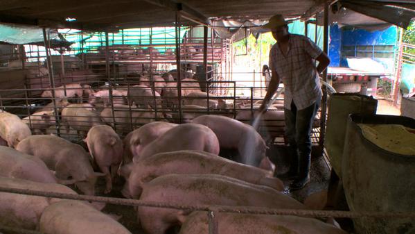 Telemetro on Twitter: "¿Sabes cómo es el trabajo en una porqueriza ...