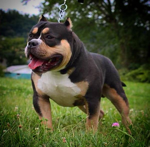 for the newer crowd that is into the tri american bullies or wanting some i...