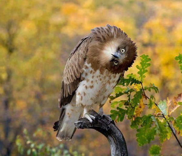 TheSidekick's tweet image. Woah, what? I actually wrote some of my book today? What is this madness?! #amwriting