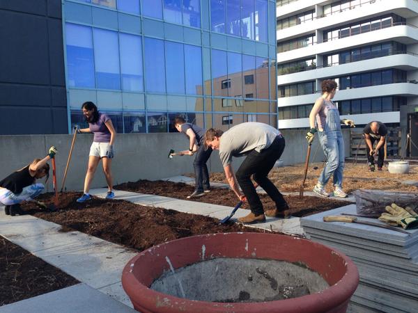 ClemsMelb's tweet image. Friday morning gardening. Getting ready to plant alllllllllll the veggies.