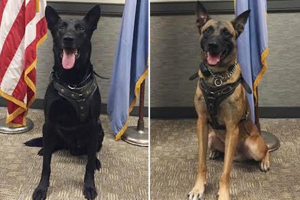 washingtonpost's tweet photo. Meet Hurricane and Jordan, the dogs that subdued the latest White House fence jumper http://t.co/Rl1tNcoQvt http://t.co/2ZEUZ7qfWw