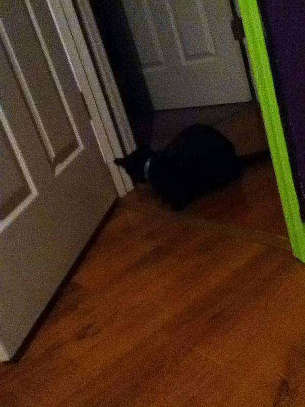 sage_stiltner's tweet photo. My cat just stands at my doorway in the middle of the night and watches me 😨😲😱 http://t.co/lzMdYwjxnF