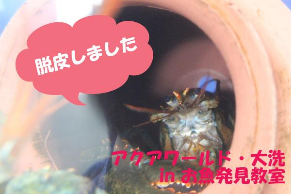 アクアワールド茨城県大洗水族館 皆さんオマールの脱皮後が気になっているようですね 今日のオマールはお魚発見教室の水槽内のたこつぼでお休みしている模様 抜け殻の方は綺麗に乾けば展示をするかも とのことなので 観れたらいいなーと祈って
