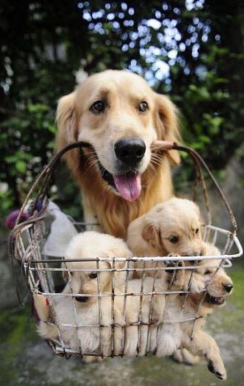 ANIMALPlCTURES's tweet photo. A basket of cute! http://t.co/Gfds3vuTAj
