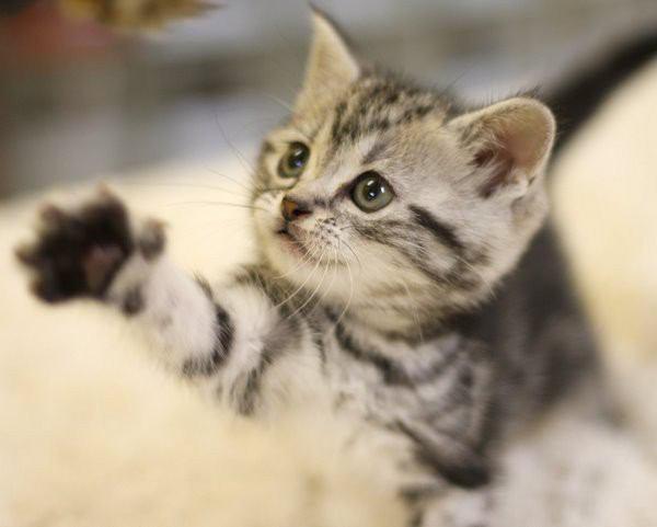 ハイタッチを！   #猫画像