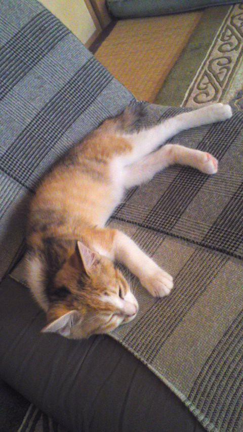 座椅子でくつろぎ中  #猫画像