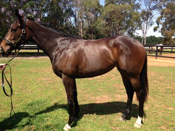 kiarra_rose's tweet photo. Here I am growing heaps &amp; weighing approx 500kg #LeanMeanRacingMachine @SharynWalker2 @villagelover @NorthernTruce http://t.co/ImROSaaj06