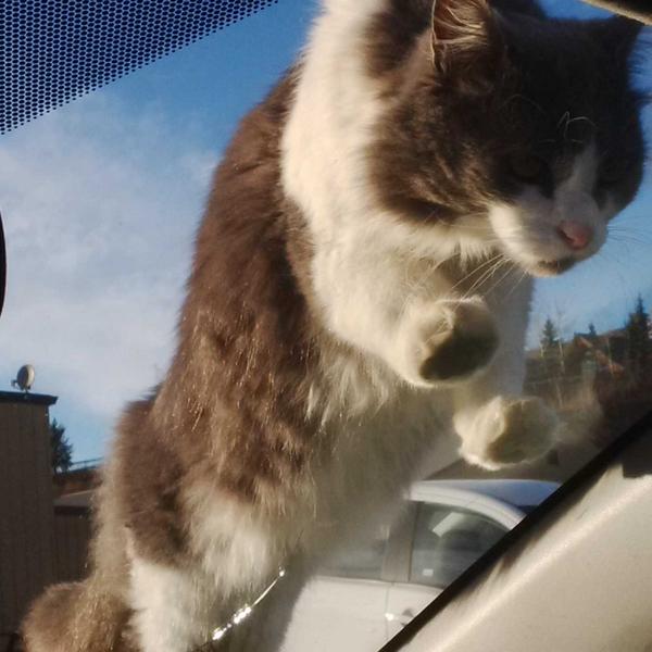 When I smelled a strange cat on staff today they said were in the midst of an invasion. Chloe #cat.