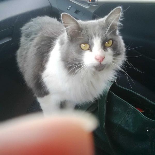 Ya. Staff's "invasion" story is just that- a story. Gonna have to get a shorter leash for them. Chloe #cat