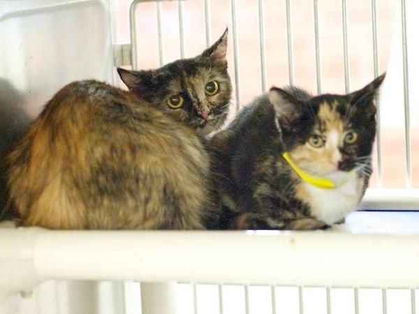 lennonandmaisy's tweet image. “@FriendsofNCSLA: Kitties for adoption with your name on it - literally. Spread the word! on.fb.me/1whSWRd http://t.co/x0iu7zwbRL” aww