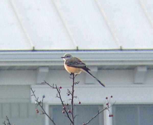 marcmiedema's tweet photo. Scissor-tailed Flycatcher in Ludington is still present. #birdon #mibirding #michlisters http://t.co/do1vIhTnrv