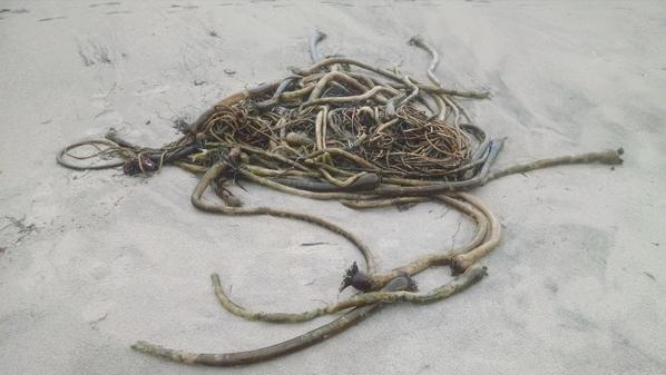 Flying Spaghetti tweet media