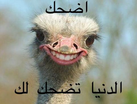 Coco تطبيق كوكو tweet media