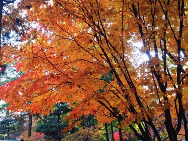 soyoso's tweet photo. ใบไม้เปลี่ยนสีที่เกาะนามิมา 100% ล้าววววว สวยมากกกกกกกกกกกก อากาศดีมาก #YosoInKorea http://t.co/IY4EYbL0Hz