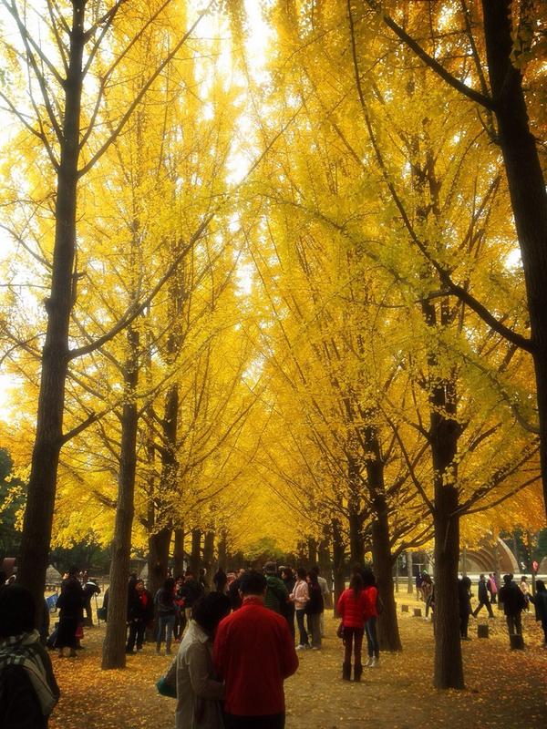 soyoso's tweet photo. ใบไม้เปลี่ยนสีที่เกาะนามิมา 100% ล้าววววว สวยมากกกกกกกกกกกก อากาศดีมาก #YosoInKorea http://t.co/IY4EYbL0Hz
