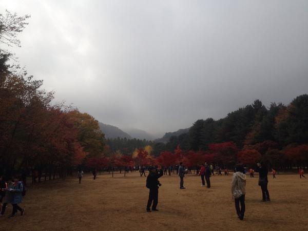 soyoso's tweet photo. ใบไม้เปลี่ยนสีที่เกาะนามิมา 100% ล้าววววว สวยมากกกกกกกกกกกก อากาศดีมาก #YosoInKorea http://t.co/IY4EYbL0Hz