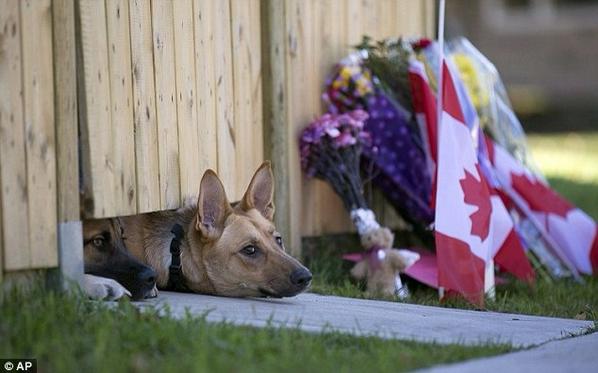 Borgias4ever's tweet photo. "@stumblethru: Heartbreaking #dogsgrievetoo #RIPNathanCirillo #CanadaShooting http://t.co/FLKT9oeJs4" waiting 4his owner!! OMG :'(