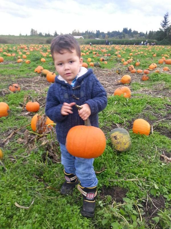 MarkSynan's tweet image. pumpkin picking in maple ridge