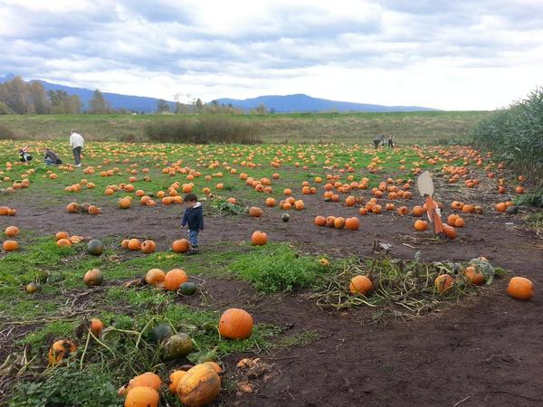 MarkSynan's tweet image. pumpkin picking in maple ridge
