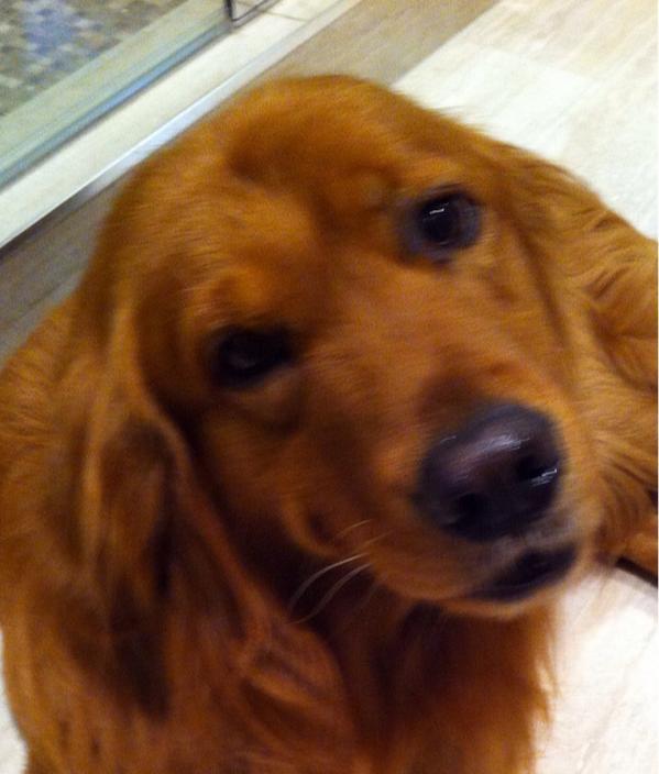 DSolberg's tweet photo. #TweetAPicOfYourDog in honour of #NathanCirillo #JackSolberg #BuddyO'ReillySolberg http://t.co/Jc6fJvFvmY