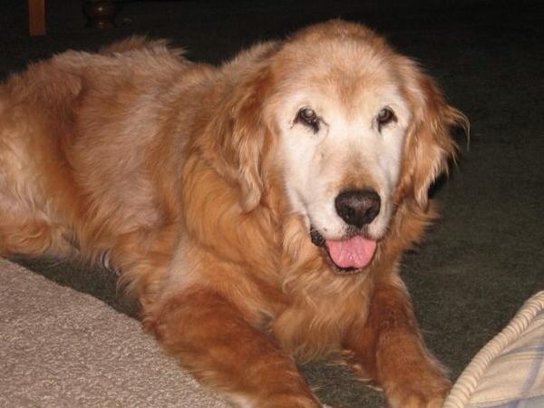 DSolberg's tweet photo. #TweetAPicOfYourDog in honour of #NathanCirillo #JackSolberg #BuddyO'ReillySolberg http://t.co/Jc6fJvFvmY