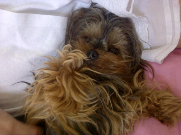 My liddle baby wookiee