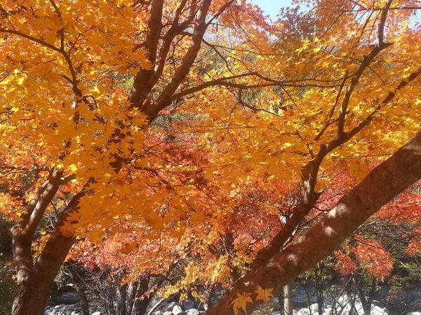 dubugii's tweet photo. ##지리산 뱀사골 단풍!
고운 단풍이 계곡 아래에까지 내려왔어요~ http://t.co/d1TM7EW098
